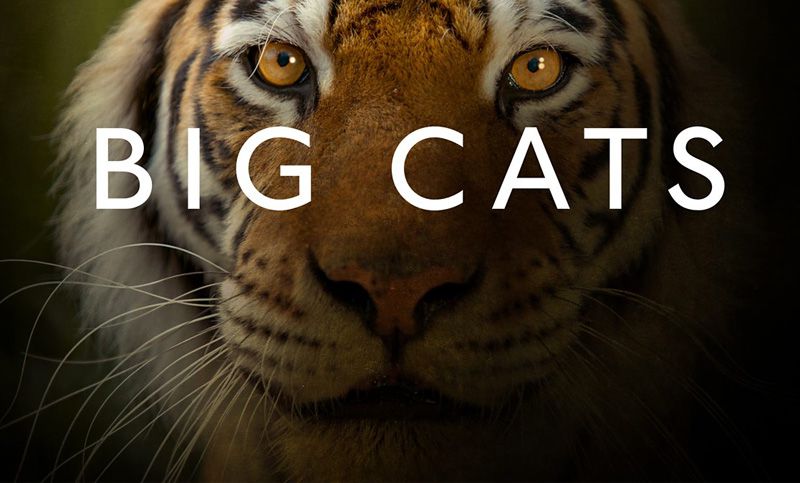 大猫第一季 Big Cats 迅雷下载