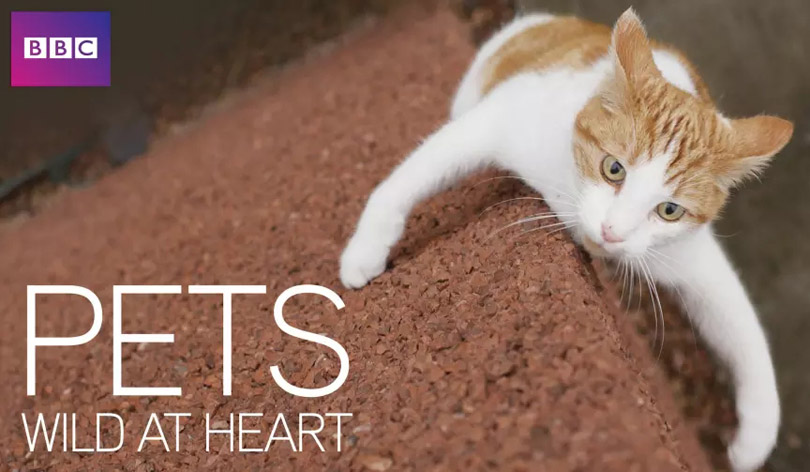 《萌宠也疯狂第一季》 Pets – Wild at Heart 迅雷下载