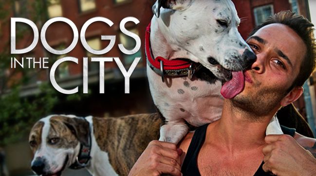 狗狗在都市第一季 Dogs in the City 迅雷下载