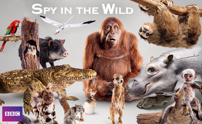 《荒野间谍第一至二季》Spy in the Wild迅雷下载