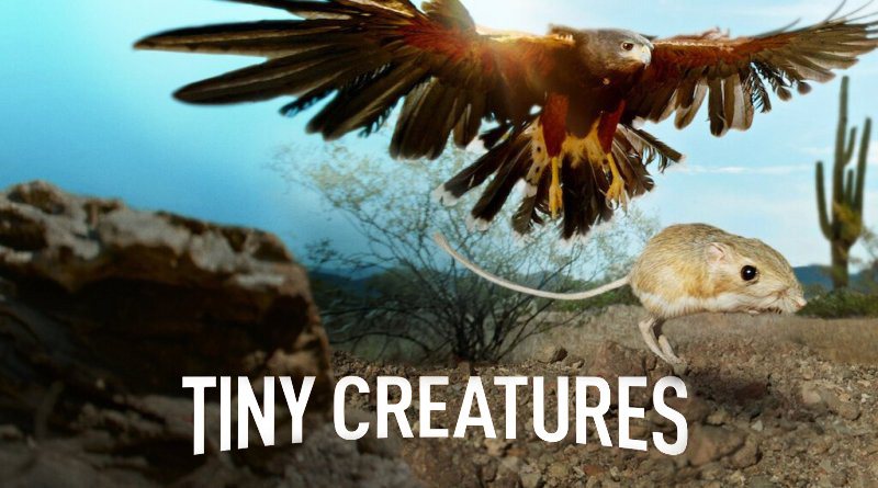 《微观世界第一季》Tiny Creatures迅雷下载