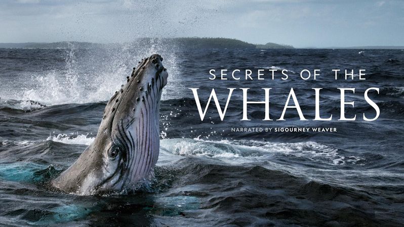 《鲸鱼的秘密第一季》Secrets of the Whales 迅雷下载