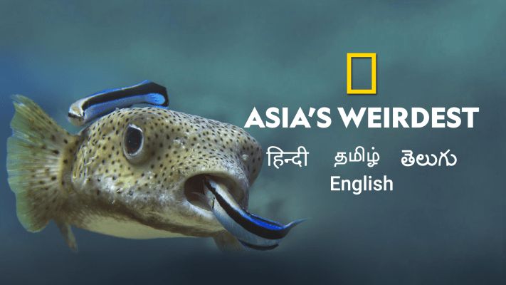 《亚洲最奇怪第一季》Asia’s Weirdest 迅雷下载