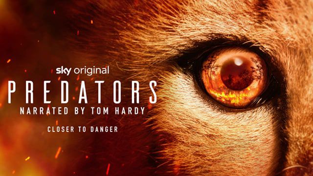 《食肉动物第一季》Predators 迅雷下载