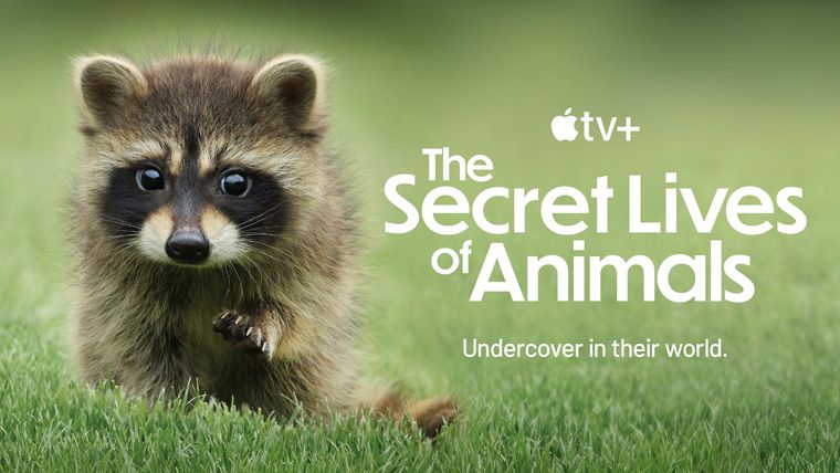 《动物的秘密生活第一季》The Secret Lives of Animals 迅雷下载