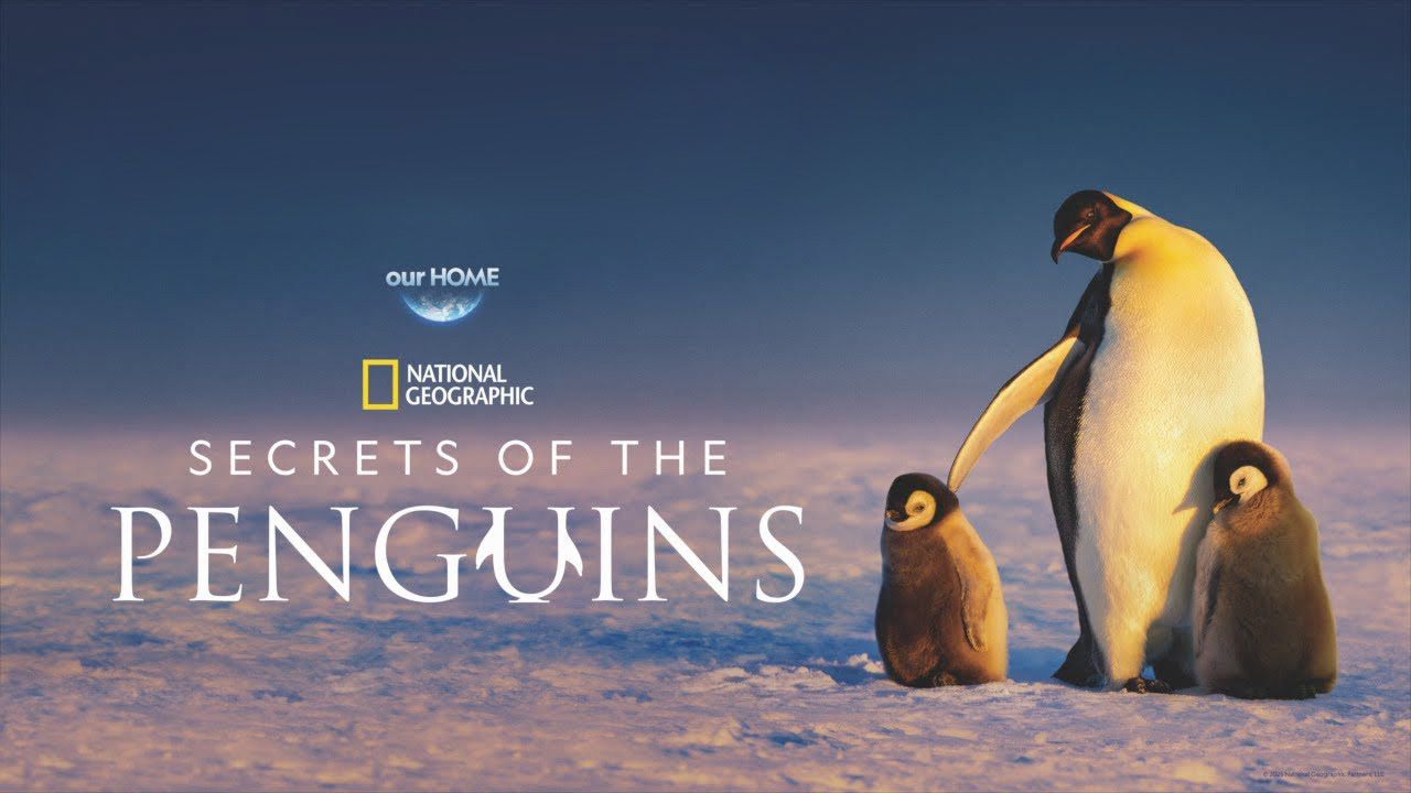 《企鹅之谜第一季》Secrets of the Penguins 迅雷下载