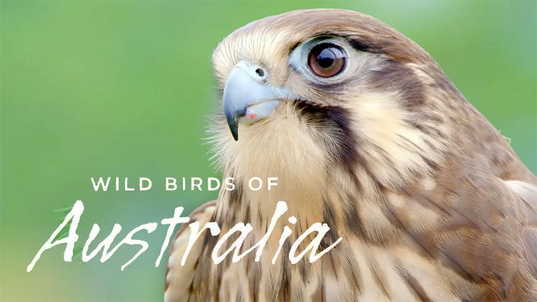 《澳洲野鸟第一季》Wild Birds of Australia 迅雷下载