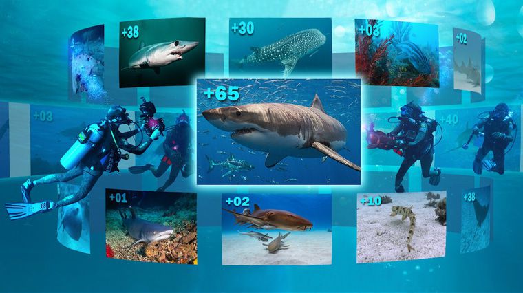 《众里寻鲨：拍摄大作战第一季》All the Sharks 迅雷下载