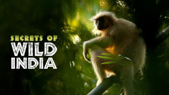 《国家地理：狂野印度第一季》Secrets of Wild India 迅雷下载