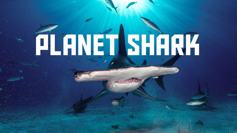 《鲨鱼星球第一季》Planet Shark 迅雷下载