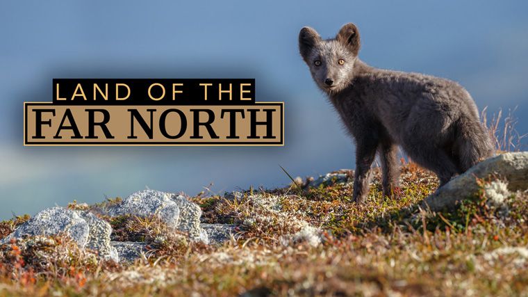 《极北之地第一季》Land of the Far North 迅雷下载