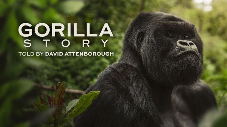 《大卫·艾登堡：大猩猩的故事第一季》A Gorilla Story: Told by David Attenborough 迅雷下载